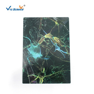 Modelo de ampliación de neurón VIC4261, modelo de ampliación médica, modelo anatómico del sistema nervioso humano - Product Image 5