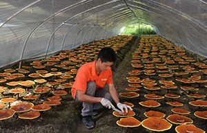 Commercio all'ingrosso della fabbrica di natura Ganoderma lucidum organico Ganoderma lucidum spore in polvere con <span class=keywords><strong>EU</strong></span> organico - Product Image 4