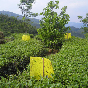 Feromona Superior <span class=keywords><strong>Empoasca</strong></span> Vitis, Líquido Atrayente, Pesticida Biológico para el Control de Plagas del Árbol del Té, Gestión de Plagas de Alta Eficiencia - Product Image 6