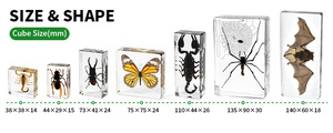 Vivid côn trùng chặn giấy thực Bug bảo quản trong <span class=keywords><strong>lucite</strong></span> acrylic cho tư nhân mẫu vật Bộ sưu tập Bảng trang trí Nhựa thủ công mỹ nghệ - Product Image 6