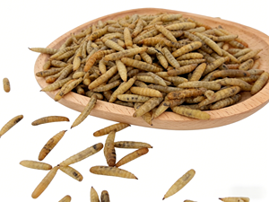 Larvas de BSF Desgrasadas y Secas, Proteína de Insectos de Alta Digestibilidad, Reemplazo de Harina de Soja para Alimentación de Cría de Tilapia, Camarones y Cangrejos en Acuicultura - Product Image 5