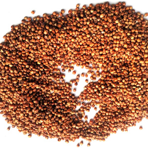 JIATAI Factory Red Sorghum <strong>Seed</strong> for <strong>Bird</strong> Feeding Pet Food - Product Image 2