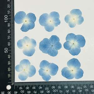 Hortensia naturel bleu carte faisant des fournitures bijoux en résine plante naturelle écologique vraie fleur pressée - Product Image 6