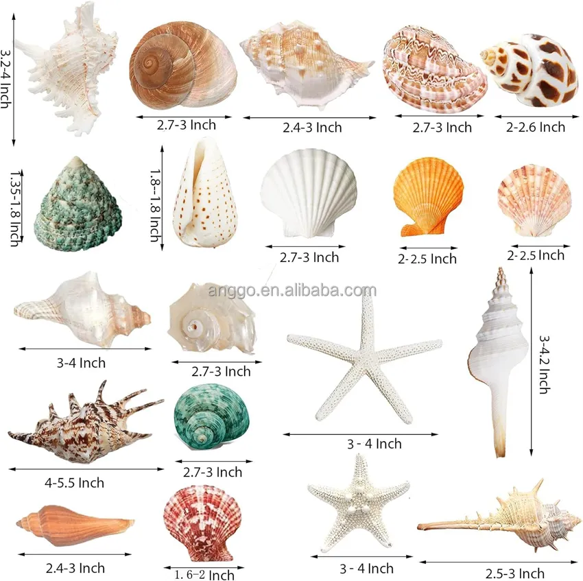 Free Sample 20PCS Large Starfish Conch Paua Beach Party Fish Tank Decor Natural Sea Shells Mixed Pendants Seashell Craft Candle