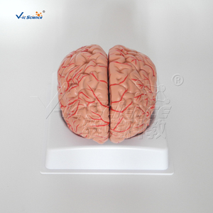 Modello Anatomico di Vene Cerebrali Umane a Grandezza Naturale, 2 Parti, Modello di Testa in Plastica <span class=keywords><strong>per</strong></span> Formazione in Scuole e Ospedali, Vic Science Model - Product Image 6
