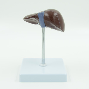 Modèle de foie humain pathologique détachable, modèle anatomique de maladie hépatique, 2 parties - Product Image 4