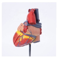 Modelo de Corazón de PVC Médico Directo de Fábrica, Modelo de Órgano de Plástico de Tamaño Natural para Entrenamiento Médico, Maniquí de Descomposición Médica, CE/ISO