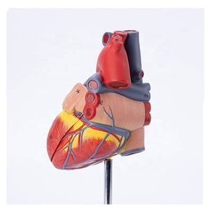 Modelo de Corazón de PVC Médico Directo de Fábrica, Modelo de Órgano de Plástico de Tamaño Natural para Entrenamiento Médico, Maniquí de Descomposición Médica, CE/ISO - Product Image 4