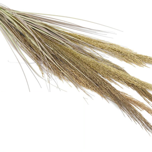 Planta <span class=keywords><strong>Artificial</strong></span> Pequeña, Estilo Selva, Tacto Real, <span class=keywords><strong>Flor</strong></span> <span class=keywords><strong>Artificial</strong></span>, Bajo MOQ, 2026, <span class=keywords><strong>Flor</strong></span> Seca para Sala de Estar, Juncos Simulados - Product Image 3