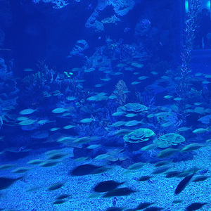 حوض أسماك أكريليك صديق للبيئة عالي الكثافة بدون فواصل مقاوم للماء والكسر مع نفق عالم تحت الماء - Product Image 4