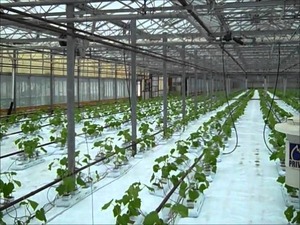Estufa Comercial de Tomate África do Sul 8x40m | Estrutura de Aço Galvanizado + Painéis de Policarbonato - Product Image 6
