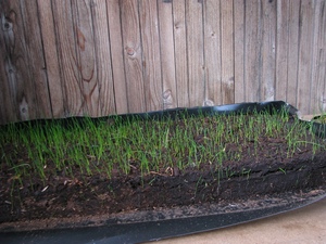 แผ่นพีทมอสกดสำหรับการจัดสวน - Product Image 5