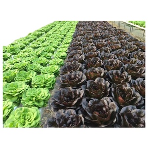 Projets clé en main culture hydroponique de tomates invernadero serre verte <span class=keywords><strong>à</strong></span> <span class=keywords><strong>vendre</strong></span> - Product Image 2