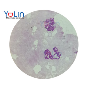 Lames préparées sur mesure pour microscopes de biologie et de sciences médicales, incluant des lames de chromosomes salivaires de Drosophila pour usage universitaire - Product Image 1