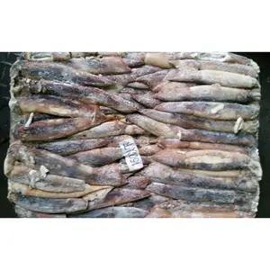 냉동 전체 라운드 와일드 캐치 오징어 150-200g (Illex 아르헨티나) 신선한 참치 미끼 원료 Illex 오징어