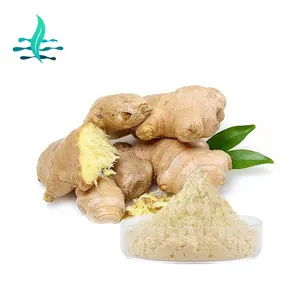 High Quality Organic Dry Ginger Extract Powder Plant Extract 10:1