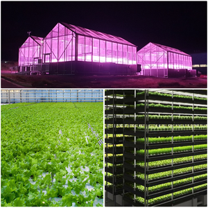Araignée coréen-lampe de croissance LED G80, 600/700W, spectre réglable, éclairage horticole à spectre complet, pour fleurs, haute élégance - Product Image 5