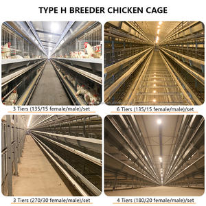 <span class=keywords><strong>Venta</strong></span> caliente pollos criados jaulas criador <span class=keywords><strong>gallinas</strong></span> ponedoras Gallo criador jaula para la <span class=keywords><strong>venta</strong></span> en la granja avícola <span class=keywords><strong>de</strong></span> Karachi - Product Image 6