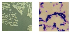 1 Usine à bas prix Bactérie Azotobacter Poudre brun clair Agriculture Utilisation 10 milliards d'UFC/g Ingrédient actif de qualité industrielle - Product Image 5