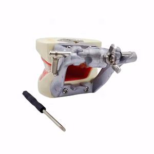 Modello Standard dei denti pratica lo studente dentale in resina acrilica modello 32 denti tipodoni dentali con articolatore DP - Product Image 4