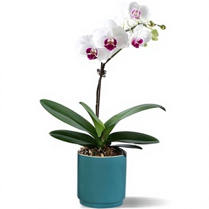 Pousses d'orchidées <span class=keywords><strong>Phalaenopsis</strong></span> et <span class=keywords><strong>Dendrobium</strong></span> en pot – Fleurs vertes purifiantes pour salons et intérieurs – Entretien facile - Product Image 1