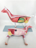 Modelo de Anatomía de Cabra de Fabricación Profesional, Modelo de Disección de Oveja y Cabra Desmontable con Músculos y Órganos para Educación Veterinaria