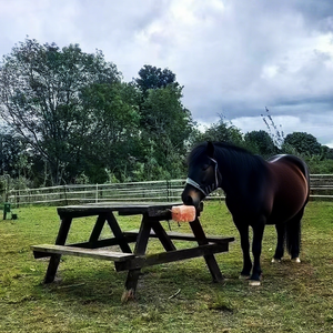 ملح الهيمالايا الطبيعي لعق الملح النقي بحبل غني بالمغذيات الأساسية للخيول الماشية والأغنام - Product Image 3