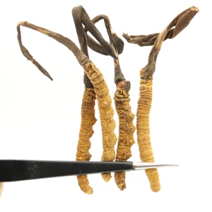 Melhor Preço Qualidade Natural <span class=keywords><strong>cordyceps</strong></span> militaris Bulk Oragnic Cru congelado seco tiens <span class=keywords><strong>Cordyceps</strong></span> <span class=keywords><strong>sinensis</strong></span> - Product Image 6