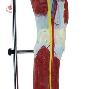 Músculos <span class=keywords><strong>de</strong></span> <span class=keywords><strong>la</strong></span> <span class=keywords><strong>pierna</strong></span> Disección Músculos del modelo <span class=keywords><strong>de</strong></span> extremidades inferiores Músculos del modelo <span class=keywords><strong>de</strong></span> Anatomía <span class=keywords><strong>de</strong></span> <span class=keywords><strong>la</strong></span> <span class=keywords><strong>pierna</strong></span> <span class=keywords><strong>humana</strong></span> - Product Image 6