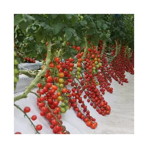 垂直农业水培系统cocopeat种植袋水培番茄无土栽培