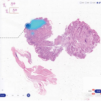 Scanner de diapositives numérique portable BestScope Scanpro5-5, système de numérisation de diapositives tout-en-un pour la recherche clinique, le laboratoire de pathologie