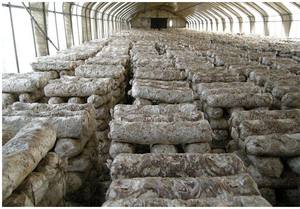 Machine de remplissage automatique de sac de compost de champignon de moteur électrique de nouvelle conception avec l'emballage en plastique - Product Image 5