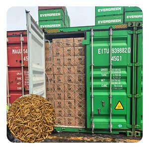 Vers de farine jaunes séchés pour animaux de compagnie, <span class=keywords><strong>insectes</strong></span> séchés, aliments riches en protéines pour poissons - Product Image 6