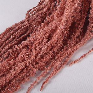 <span class=keywords><strong>Fleurs</strong></span> d'Amarante Conservées, Plante Séchée, Fleur d'Amaranthus Éternelle à Suspendre pour la Décoration de Mariage - Product Image 5