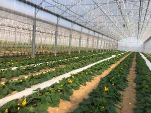 Multi-span Arco Di Plastica Pellicola Serra Pomodoro Serra Fragola Serra - Product Image 5