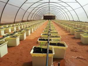 Pots de <span class=keywords><strong>plantation</strong></span> Noir Seaux Hollandais <span class=keywords><strong>Pour</strong></span> Hydroponique Seaux Bato - Product Image 3