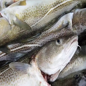 Đông Lạnh Tự Nhiên <span class=keywords><strong>Codfish</strong></span> Loin Bít Tết Cá Trắng Không xương Cắt Phần Khối Hải Sản Hoang Dã Bắt Nhà Cung Cấp - Product Image 3