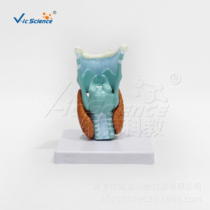 Quatre composants de la pathologie de la thyroïde ; anatomie médicale du système endocrinien humain ; modèle de pathologie de la thyroïde. - Product Image 3