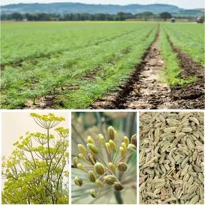 Premium Quality Spices Core Production Area Original Wholesale Spices Green Fennel Seeds New Crop