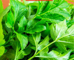 Pabrik Bersertifikat ISO FSSC22000 Grosir Bubuk <span class=keywords><strong>Ashitaba</strong></span> Alami/Bubuk <span class=keywords><strong>Ashitaba</strong></span> FD 300mesh Sampel Gratis - Product Image 6