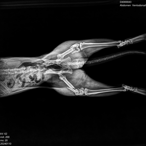 Peralatan Kedokteran Hewan EUR VET Mesin Rontgen Hewan Detektor Radiografi <span class=keywords><strong>Digital</strong></span> Hewan Sistem Pencitraan Mesin Dr Berdaya Tinggi - Product Image 4