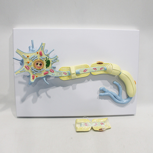 Modelo Ampliado de Amplificación Neuronal, Modelo Anatómico de la Estructura de la Célula Nerviosa Humana para la Enseñanza y Demostración de Biología - Product Image 4