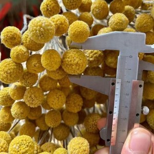 Arreglos de Craspedia Globosa Seca Natural a Granel, Flores Secas Decorativas Doradas Billy Ball Preservadas - Product Image 6