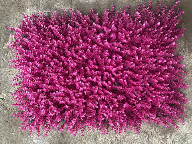 ยูคาลิปตัสสีชมพู