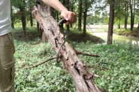 Grappin à bois, pince à bois, griffe