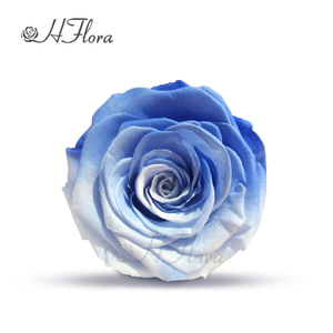 زهري رائج البيع لون وردي محفوظ رأس 7-8 قوس قزح متعدد الألوان طبيعي أزهار أبدية لتزيين الطاولة DIY - Product Image 6