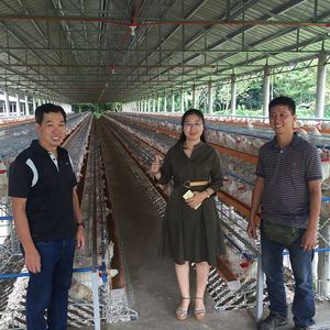 Ucuz fiyat yeni 48 96 120 128 160 kuşlar tavuklar yumurta döşeme pil kanatlı katmanlı tavuk kafesleri düşük karbon çelik 15-20 yıl hayat - Product Image 6