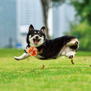 Juguetes interactivos para perros <span class=keywords><strong>GiGwi</strong></span>, <span class=keywords><strong>pelota</strong></span> de goma y fieltro de felpa con función chirriante para movimiento y entretenimiento de mascotas - Product Image 6