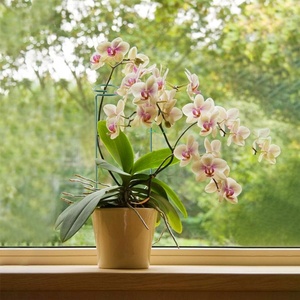 Tesisi destek Stakes Metal Stakes desteği saksı bitkileri veya bahçe bitkileri kafes orkide ayçiçeği şakayık gül zambak domates - Product Image 4