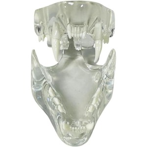 Modèle anatomique transparent de dents d'animaux, mâchoire dentaire pour outil éducatif vétérinaire (Chat) Transparent - Product Image 3